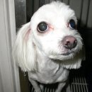 모래내동물병원 이미지