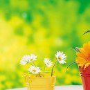 축복의통로
