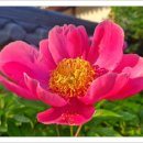 숯불막창구이 이미지