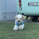 들래미 | 반려견동반｜포동 멍래블 강아지 마당대여 재방문!! 후기 #영종도멜리플루어스