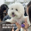 강아지탐험대동물미용업 | 광주애견미용학원 제대로 배우고 싶다면