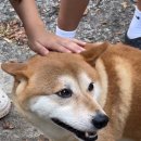 금동백숙 이미지