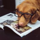 레알피부전문동물병원 이미지