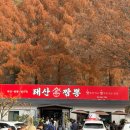 장태산휴양림 | 장태산 자연휴양림 대전 근교 메타세콰이어 포토존 후기