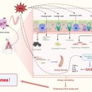COPD와 폐섬유화(lung fibrosis)의 차이, 문치연 치료법 (폐 호흡 치료적 운동법) 이미지