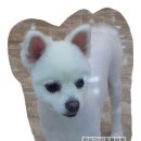 땡큐동물병원 이미지