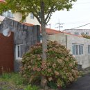 제주 대정여자고등학교 실습실(육군 98병원 병동) 이미지