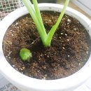 제일농약종묘사 이미지