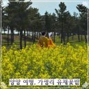 주청리 종합복지회관 | 2026 강원도 여행 양양 가볼만한 곳 가평리 유채꽃밭 및 주차정보