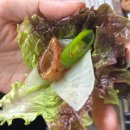 영순이네 | [서울/동대문] 동대문 소금막창 맛집 영순이네 곱창 방문 후기 (ft.친절한 사장님)