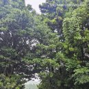 25주 임산부 제주도 태교여행(3)송당무끈모루 오조포구 성산일출봉 우진해장국 휴즐리
