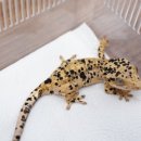 오크포레스트 이미지