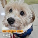 제제 Daum카페
