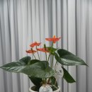 청림화분 이미지