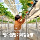 신디농장 | 남양주 딸기체험 별마을딸기체험농장 딸기케이크 만들기