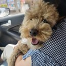 로라펫 하우스 이미지