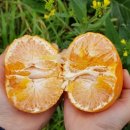 태연농장 이미지