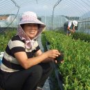 김경애농장 이미지