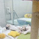 영캣하우스&제이엠테크