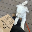 스타펫 | 스타필드 고양 펫파크 방문후기 위치