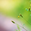 도깨비풀 이미지