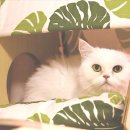 주식회사 나라펫 이미지