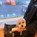 주말에 강아지랑 제주도 배타고 여행 다녀온 후기 🐶🚢 | 결혼반지잃어버림…