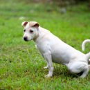 24시 더케어 동물의료센터 이미지