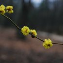 꽃향기가득한 이미지