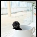 조이퍼피 강아지분양 이미지