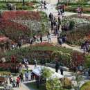 장미의거리10 이미지