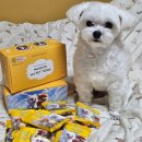 펫# | 강아지 물티슈 행운티슈 마스코타 미니 펫티슈 후기