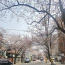 마포즉석모밀촌 | [머무는 공간 #17] 다이어터도 반한 모밀 전문점 '마포즉석모밀촌' 솔직 후기 (feat. 희우정로 벚꽃)