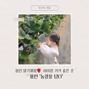 지유농장 | 🍓발레 끝나고 딸기수확! - 용인 ‘농장을 담다’ 딸기체험
