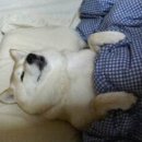 모아동물병원 네이버블로그