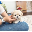 유앤미펫 강아지분양 고양이분양 시흥점 이미지