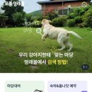 애견천국 이미지