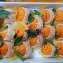 광수농장 | [공지] 2026년 나주 태경농원- 한라봉 &amp; 레드향 판매🍊