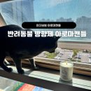 반려동물 고양이도 함께 즐기는 향초, 인더보썸 아로마100%고양이캔들 솔직 후기