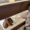 미숙목장 이미지