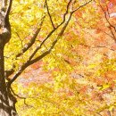 구룡령 옛길 이미지