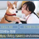 도그마루 노원점 이미지