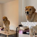 도그밥상 이미지