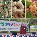 상촌 다목적광장 | 충북 영동여행/제5회 상촌 자연산 버섯음식거리축제