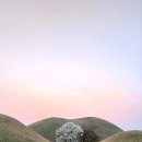 경주김씨 효열비각 | [경주 여행] 대릉원 목련 아래 줄 서는 이유, 봄의 절정을 만나다.