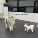 오정로252번길 | [서울 근교/부천] 대형견도 또봉이도 같이 뛰어놀기 좋은 24시 실내 애견카페 ‘달리지용’