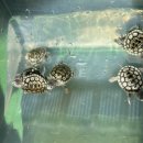 요세라코리아 이미지