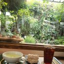 숲차 | 🌿 익선동 한옥카페 뜰안｜골목 안 작은 미니숲에서 즐기는 전통차와 한과, 내돈내산 후기