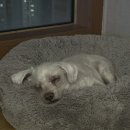 샤인독 | [한국일상] 딥슬립 일짱이, 질릴때까지, 소잃고 독감행, 다이소 화장품 쟁이기, 엄마미랑 싸우고 김찌 화해