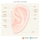 한 귀의 귓바퀴의 대부분이 결손된 때 [지급률:10%](2018년 4월 1일 이전 지급률과 장해판정기준) 이미지